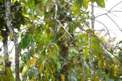 Diospyros candolleana